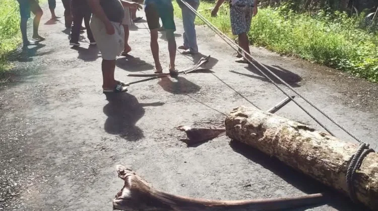 Pemerintah dan Masyarakat Damau Bersihkan Jalan Tertimpa Pohon