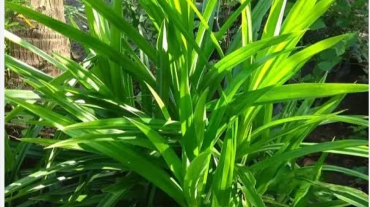 Minum Air Rebusan Pandan Bisah Redahkan Nyeri