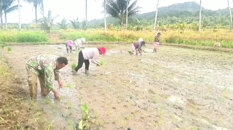 Babinsa Bantu Masyarakat Tanam Padi