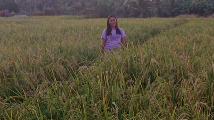 Petani Desa Ambela Kembali Tanam Padi usai 20 Tahun