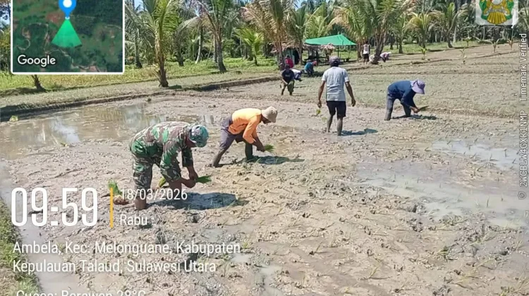 Sinergi Babinsa Talaud Dampingi Petani Tanam Padi