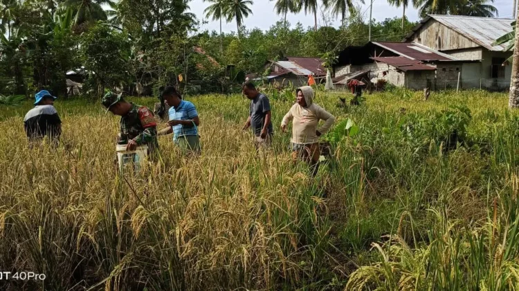 Babinsa Rae Selatan Dampingi Poktan Anda’aran Panen Padi