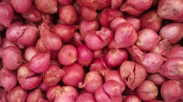 Harga Bawang Merah Naik di Talaud