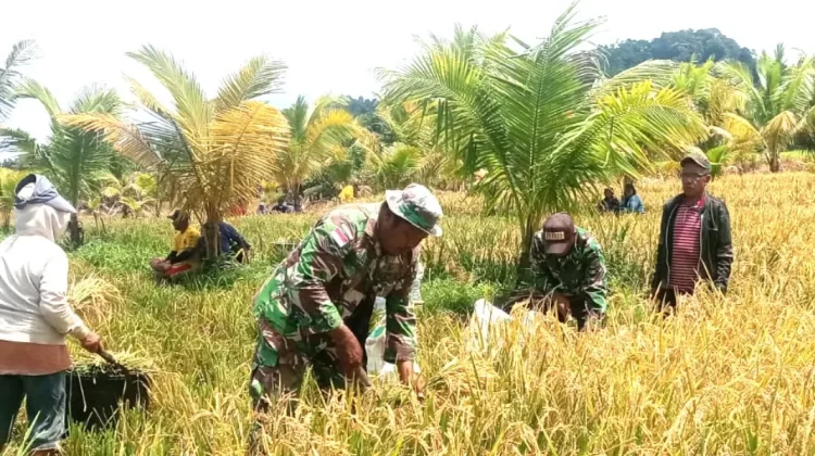 Babinsa Bersama Rakyat, Panen Padi di Desa Ambela