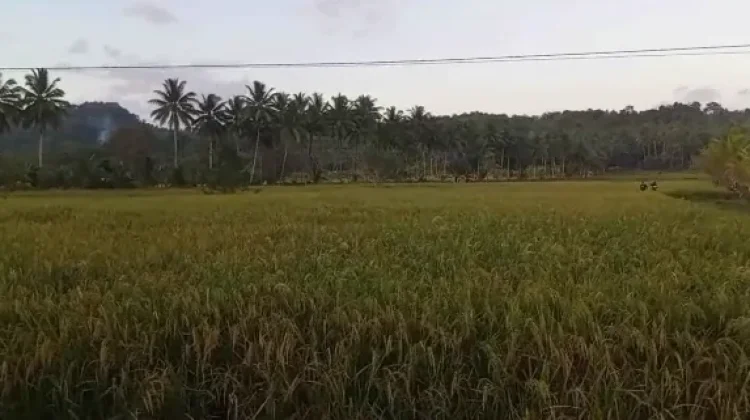Pengembangan Sawah Baru Talaud Tingkatkan Pendapatan Petani