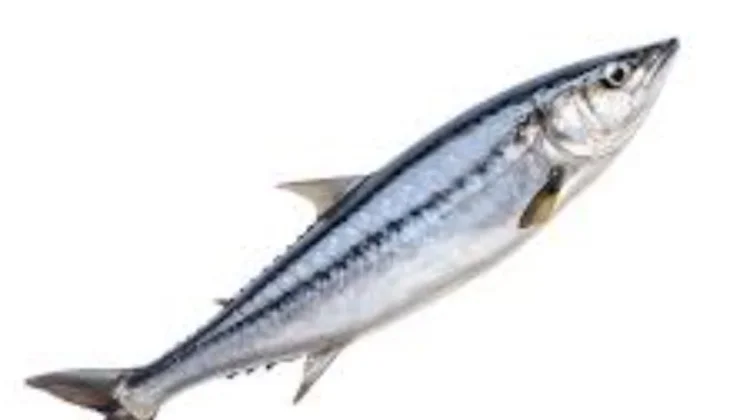 Ikan Tengiri Kaya dengan Kandungan Omega 3