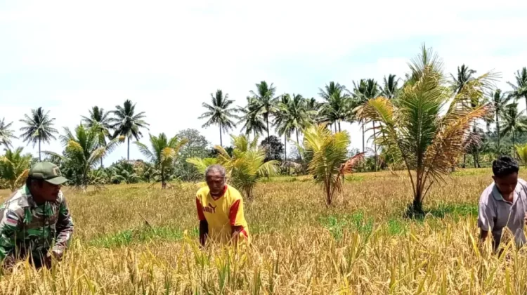 Babinsa Ikut Panen Padi di Desa Ambela