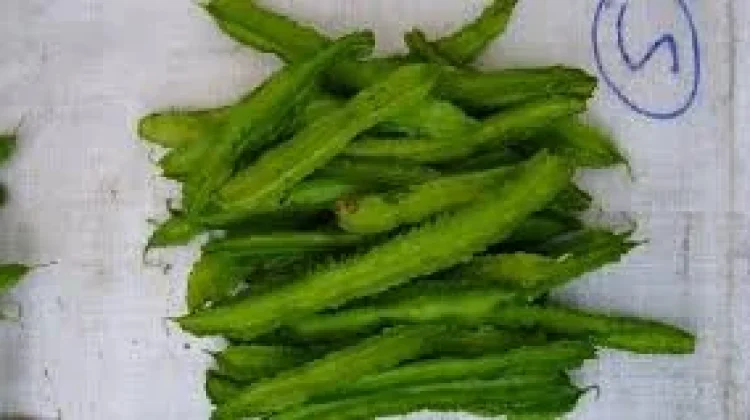 Kenali Manfaat Sayur Kecipir Berdampak Baik untuk Kesehatan