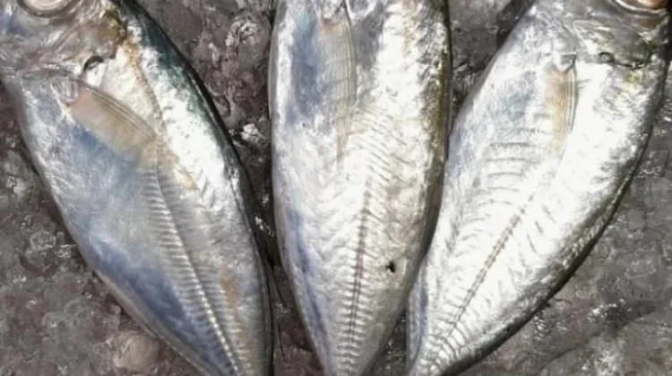 Ikan Tude Bermanfaat untuk Kesehatan