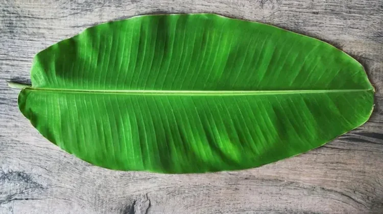 Jarang Diketahui ini 5 Manfaat Daun Pisang
