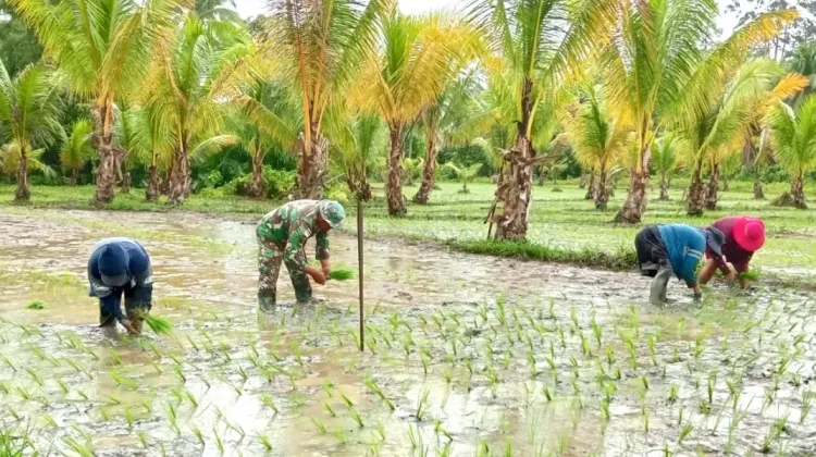 Babinsa Desa Ambela Lakukan Pendamping Penanaman Padi