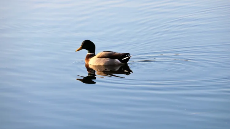 Fenomena “Duck Syndrome”: Terlihat Tenang, Padahal Kewalahan