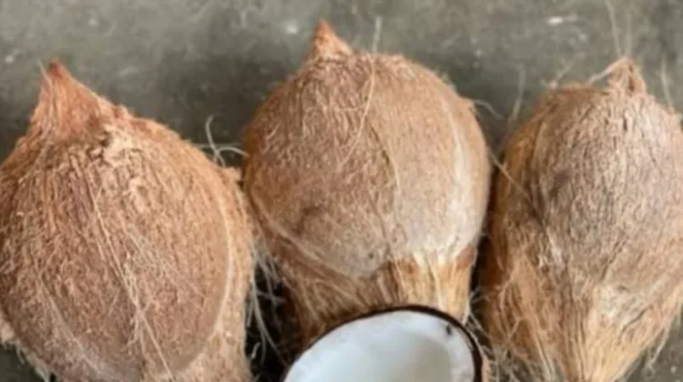 Manfaat Kelapa Tua untuk Masakan