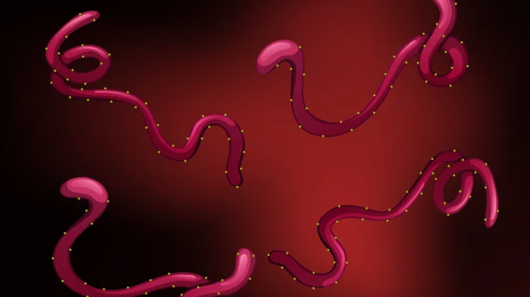 WHO Tetapkan Ebola Darurat Global, Indonesia Diminta Perkuat Skrining