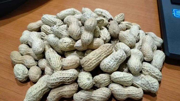 Dampak Konsumsi Kacang Kulit Berlebihan bagi Kesehatan