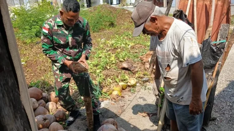 Babinsa Miangas Dampingi Warga Olah Kelapa Jadi Kopra