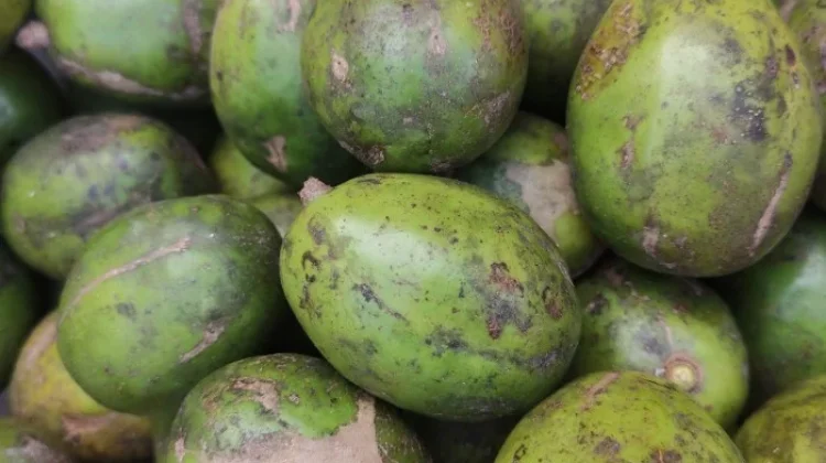 Buah Kedondong dan Manfaatnya bagi Kesehatan