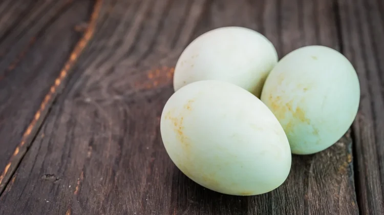 Telur Bebek Unggul dalam Kandungan Nutrisi Dibanding Telur Ayam