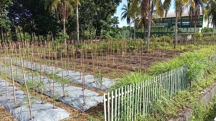 Lahan Tanaman Holtikultura di Kodim Jadi Contoh Pengembangan Pertanian