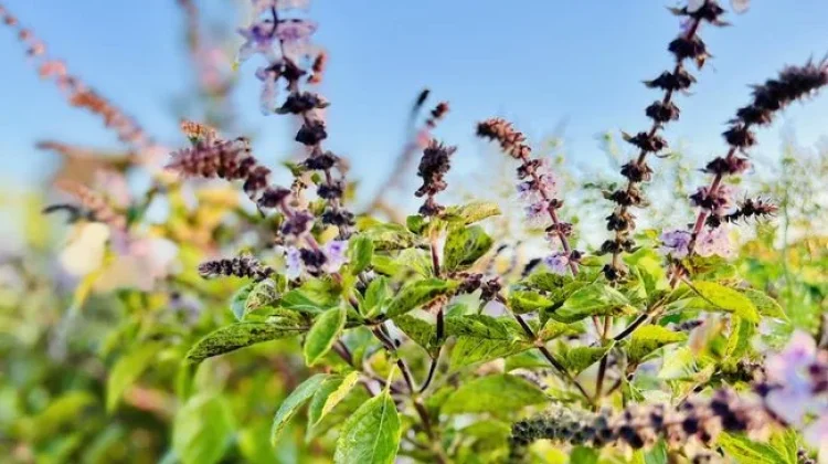 Herbal Penurun Kolesterol yang baik untuk Tubuh