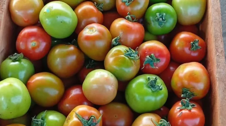 Harga Tomat Kembali Naik, Tembus 30 Ribu Rupiah per Kilogram