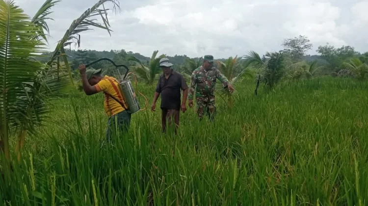 Tanggap Hama Tikus, Babinsa Ambela Dampingi Petani