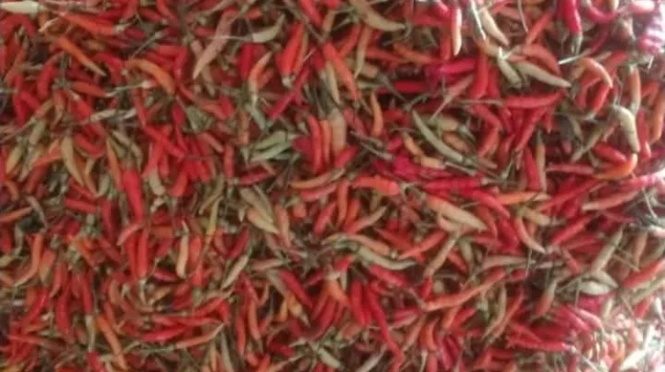 Cabai di Pasar Melonguane Melambung Tinggi