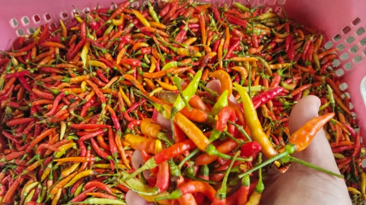 Harga Cabai di Talaud Perlahan Mulai Turun