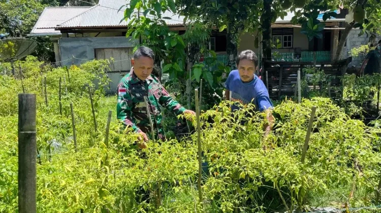 Koramil Essang Ajak Warga Sulap Pekarangan Jadi Kebun Cabai