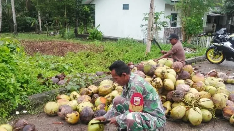 Aksi Nyata Babinsa Melonguane Bantu Warga Olah Kopra