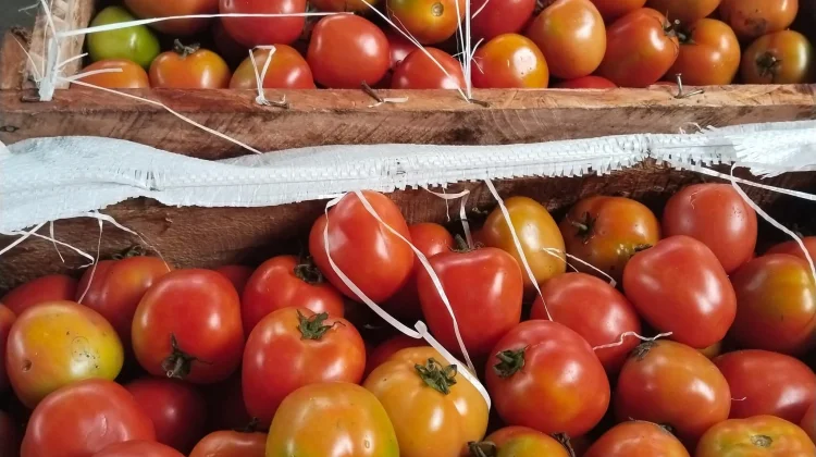 Harga Tomat di Pasar Melonguane Turun