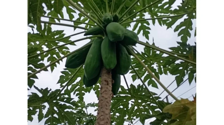 Manfaat Ajaib Pepaya Mentah untuk Kesehatan