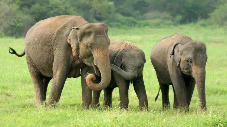 Hari Aksi Internasional untuk Gajah di Kebun Binatang