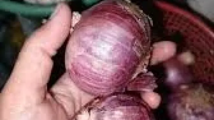 Bawang Mentah Kaya Antioksidan, Simak Manfaat Risiko  Kesehatan