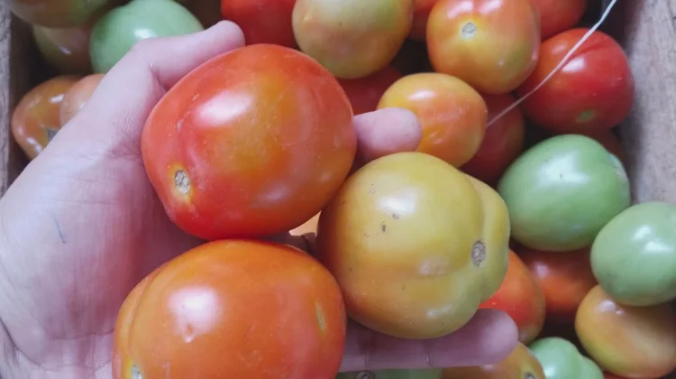 Tomat Turun, Bumbu Dapur Lain Masih Tinggi di Talaud