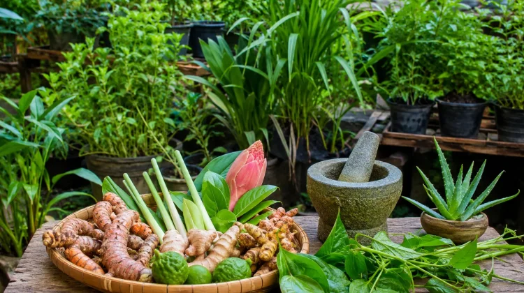 Apotek Hidup, Solusi Kesehatan Alami dari Pekarangan Rumah
