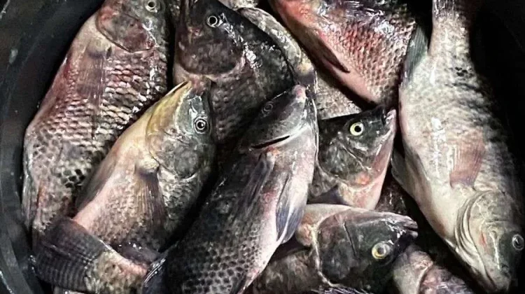 Konsumsi Ikan Nila Sumber Protein Sehat dan Terjangkau