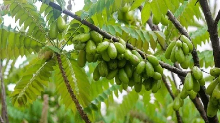 Konsumsi Sayur Belimbing Botol Bermanfaat bagi Kesehatan