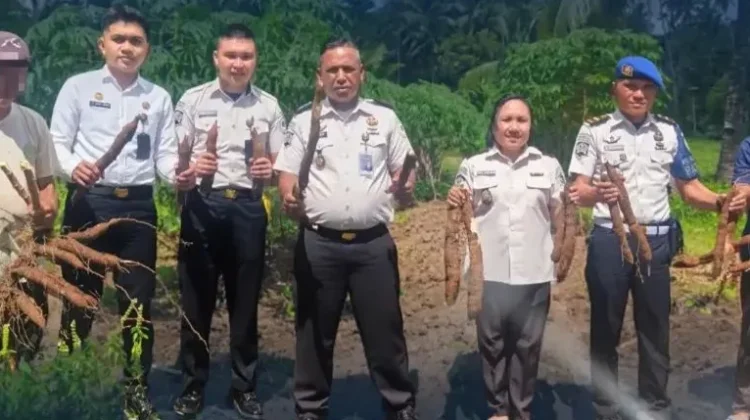 Lapas Lirung  Gelar Panen Singkong Suport Hanpangan