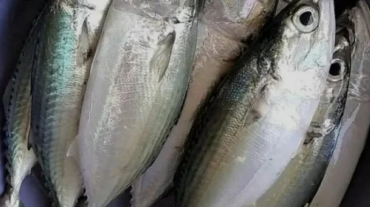 Dampak Konsumsi Ikan Kembung bagi Kesehatan