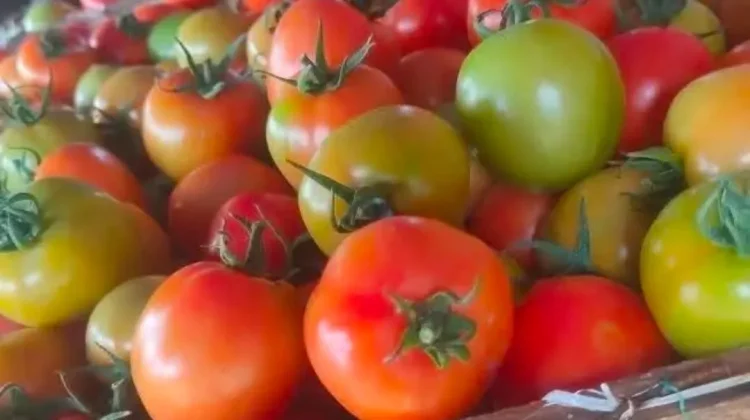 Harga Tomat di Pasar Melonguane Naik