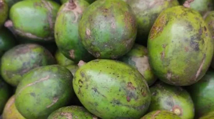 Buah Kedondong, Camilan Segar yang Kaya Manfaat untuk Kesehatan