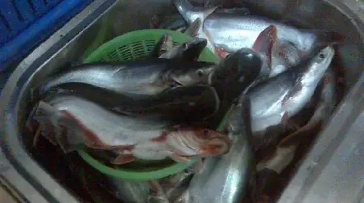 Manfaat Ikan Patin untuk Kesehatan, Kaya Protein dan Omega-3