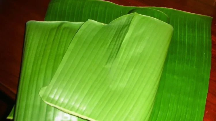 Daun Pisang, Pembungkus Alami yang Menambah Aroma dan Menjaga Kualitas Makanan