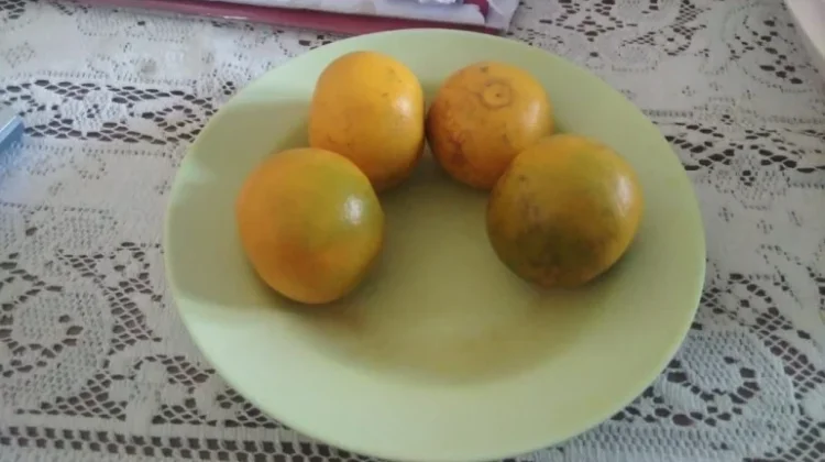 Jeruk, Buah Segar Kaya Nutrisi dan Baik untuk Kesehatan