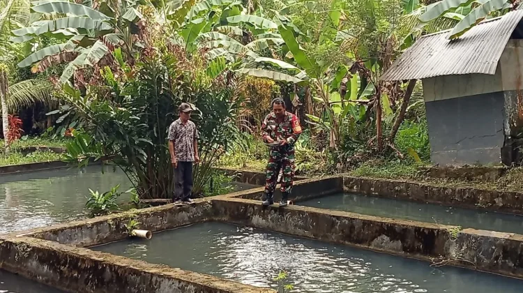 Sinergi Babinsa Talaud Sukseskan Ketahanan Pangan Perikanan