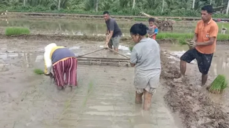 Pemkab Talaud Tanam Padi di Desa Tarun, Perkuat Ketahanan Pangan