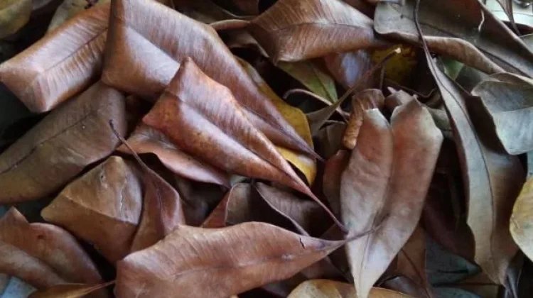 Daun Cengkih Berpotensi Menjadi Herbal Alami