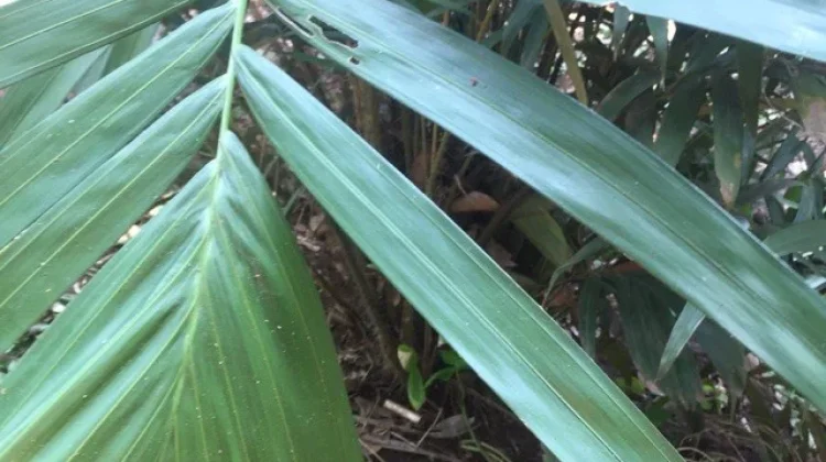 Daun Salak Memiliki Beragam Manfaatnya