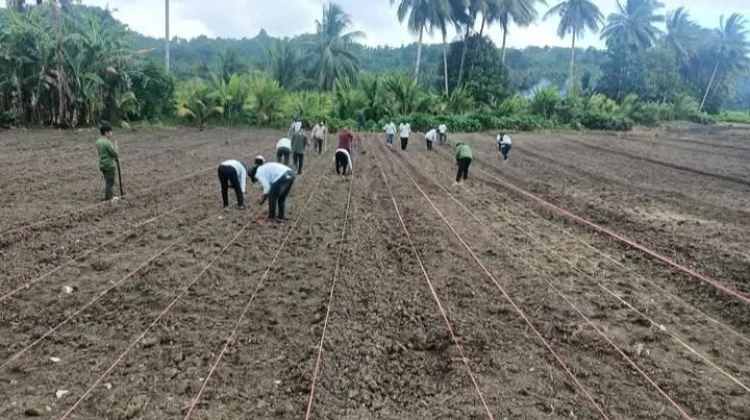 DKPP Talaud Perkuat Pengembangan Padi dan Jagung untuk Dukung Swasembada Pangan